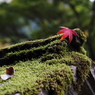 秋を求めて～清水の滝