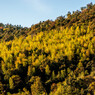 山肌の竹林