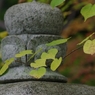 歴史を辿って