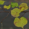 菩提樹？