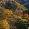 色づく林道を下る