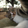 神社猫36