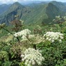 谷川岳付近の花と峰々