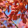紅葉１