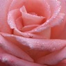 メルヘンのお花