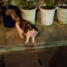 那覇の夜、猫と眼が合った