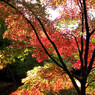 紅葉-03