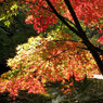 紅葉-04