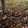 紅葉-06