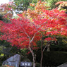 紅葉-07