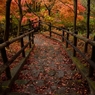 どこに続く秋の階段