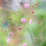 little pink