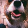 接写犬