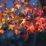 光る紅葉