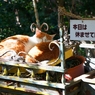 本日休業