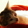Nothing (goma)