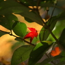 useing@