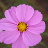 秋桜