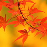 有りの儘の紅葉