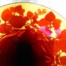 とじこめた春