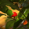 useing@