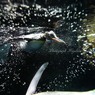 ファーストペンギン