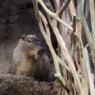 カピバラ
