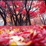 雨中の床紅葉