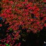 池のもみじ