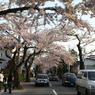 桜並木