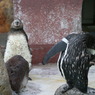 ペンギン