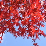 紅い葉