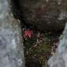 隠れ紅葉