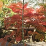竹と紅葉
