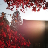 神護寺　紅葉の朝