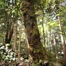 京都補完計画 其ノ捌
