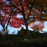 見上げてみれば紅葉