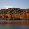 赤く染まった鏡山公園