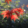 雨上がりの紅葉