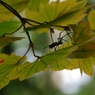 A incy wincy spider