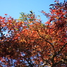 紅葉の木を探すのって、