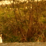 猫はみていた