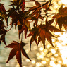 三井池の紅葉③