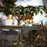 公園の花