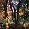 三本の巨樹