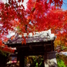 紅葉⑦　-　IMGP2037