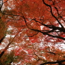 里山燃ゆ