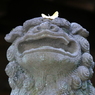 useing@