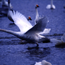 Born To Fly