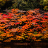 松尾池ほとりの紅葉